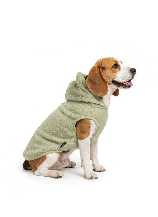 Dog wearing a green hoodie on a white background