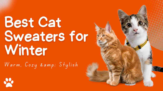 Best Cat Sweaters for Winter: Keep Your Cat Warm, Cozy & Stylish 🐱