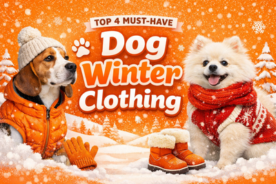 Top 4 Must-Have Dog Winter Clothing Items in India for 2025