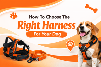 How To Choose The Right Harness For Your Dog: Complete Guide