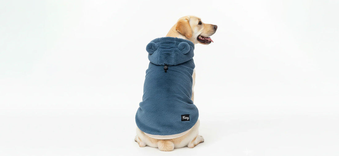 Best Dog Hoodies for Winter: How to Choose the Perfect Fit for Your Pup