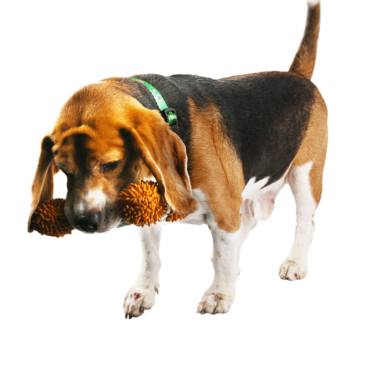 Plush Bone Dog Toy – Soft, Durable & Fun | Ships in Assorted Colors (1 Pack)
