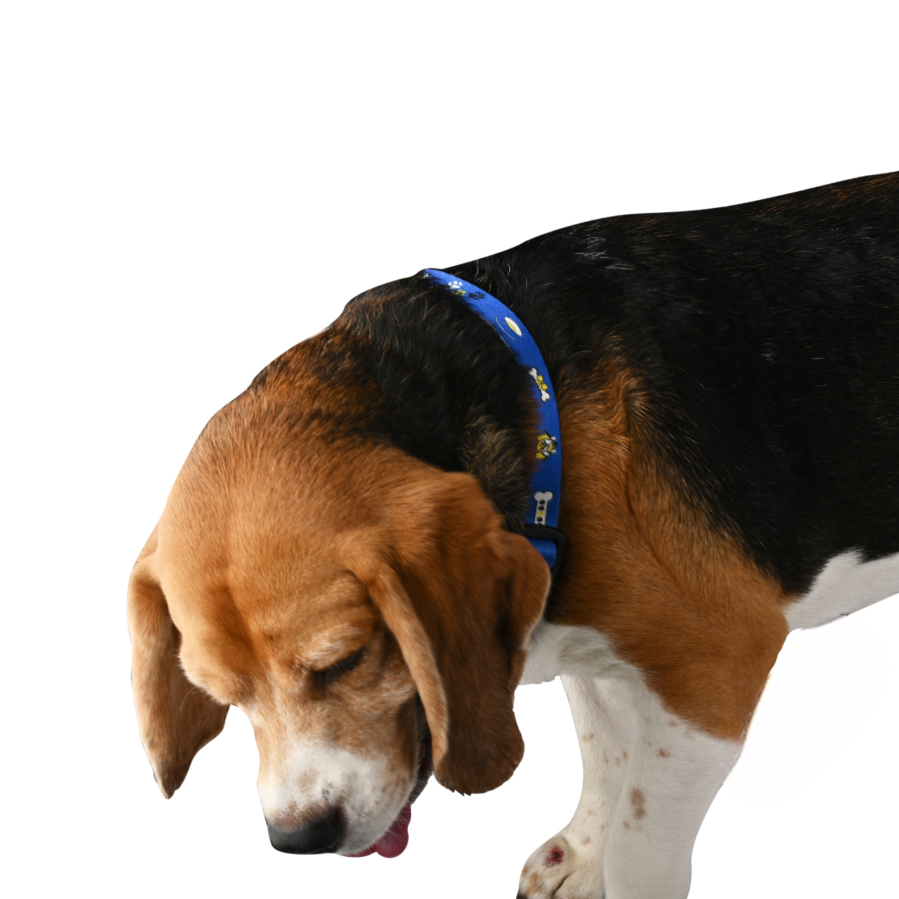 Furry Freak Adjustable Blue Dog Collar – Durable Nylon with Fun Prints 🐕