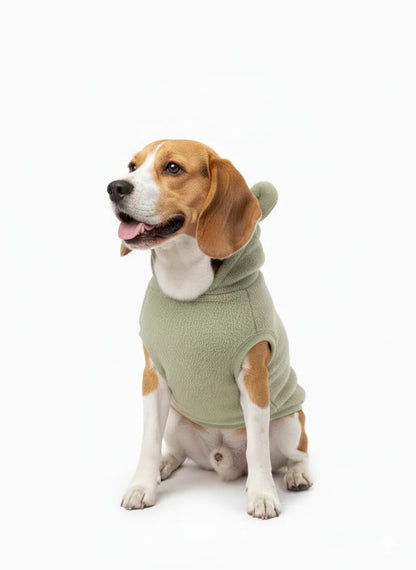 Dog wearing a green sweater on a white background