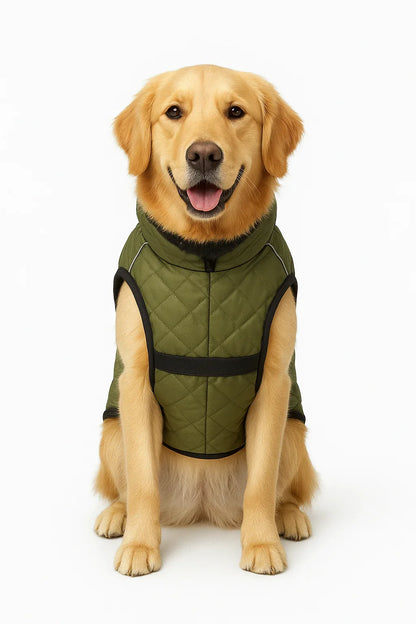 Dog wearing a green quilted vest on a white background