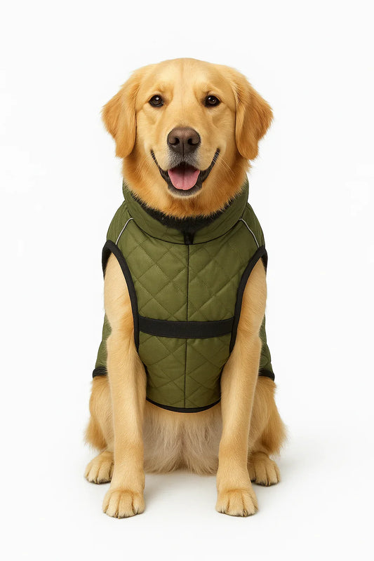 Dog wearing a green quilted vest on a white background